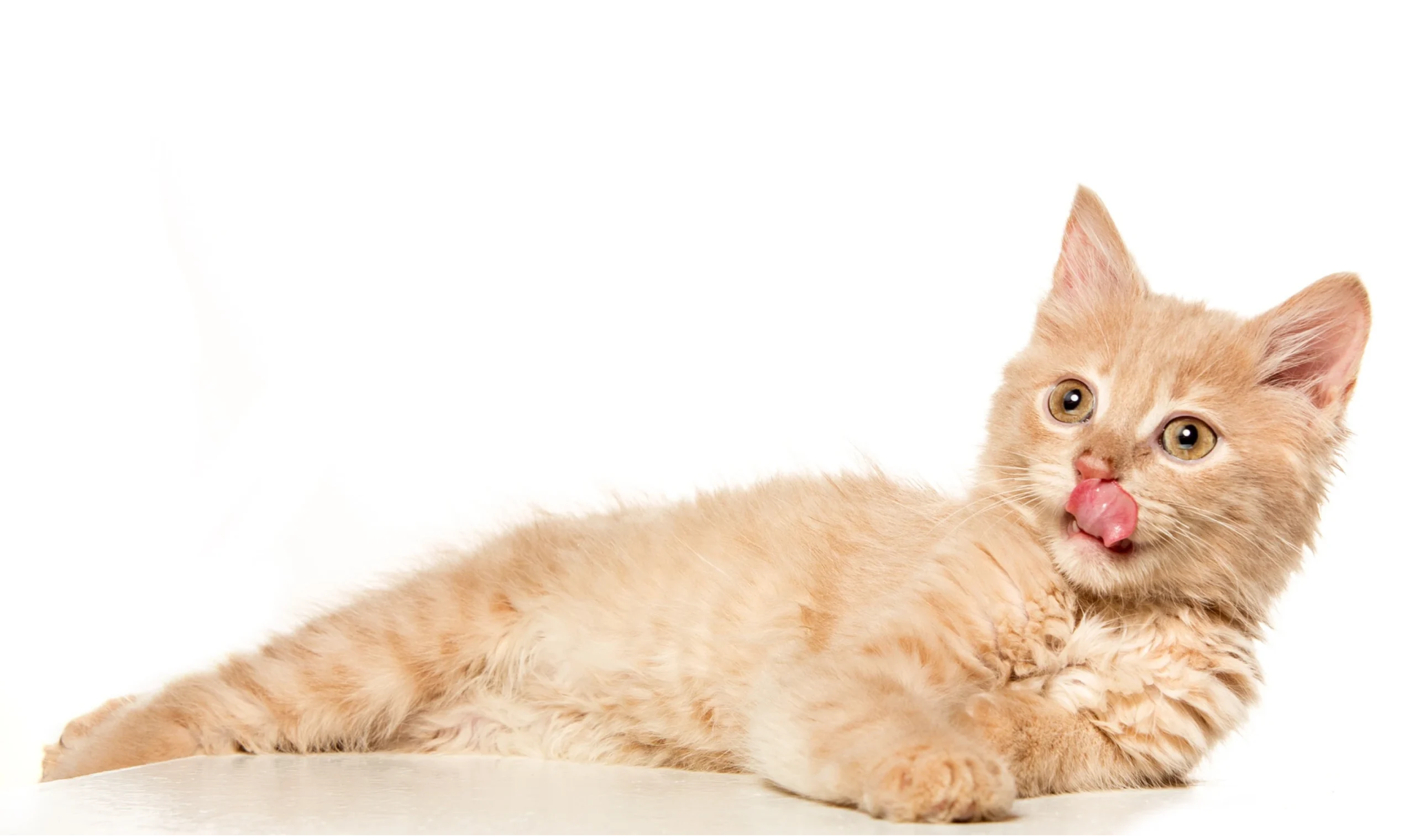 Cat background image