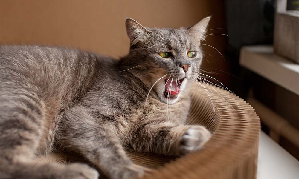 Unwinding the Knots: Tools for Relieving Your Cat’s Anxiety