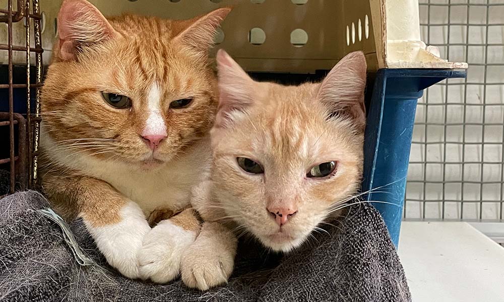 How Does A Cat Boarding Hotel Work?