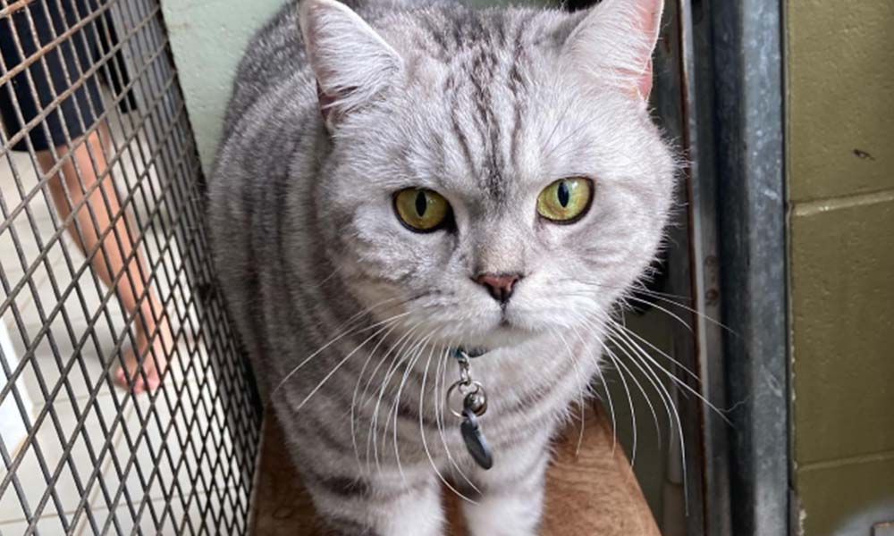How to choose a Cat-boarding Hotel?