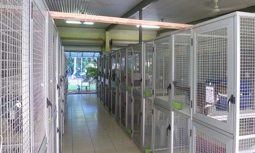 Why Ventilation Matters in a Cat Boarding Facility