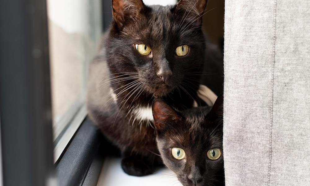 How The Cat Castle’s Socialisation Areas Benefit Your Cat