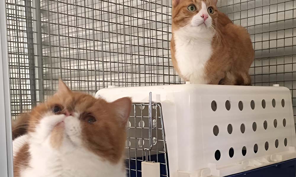 The Importance of Socialisation in Cats: Our Approach at The Cat Castle
