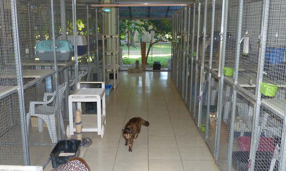 The Cat Boarding Spacious Suites: A Closer Look