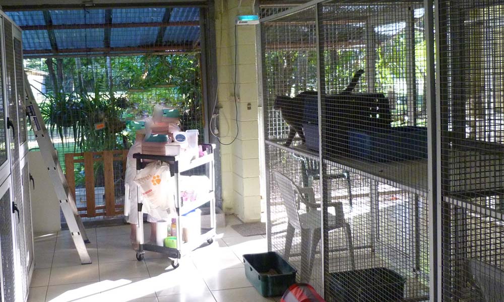 The Importance of Cross-Flow Ventilation in Cat Boarding