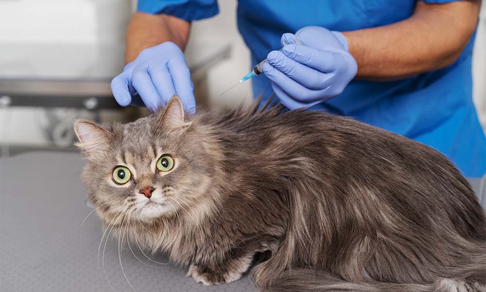 Understanding the Importance of F3 Vaccination for Boarding Cats