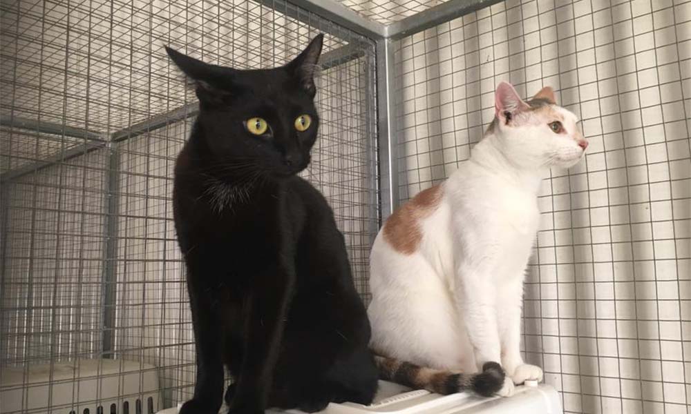 Cat Comforts Elevated: The Ultimate Guide To Luxury Cattery