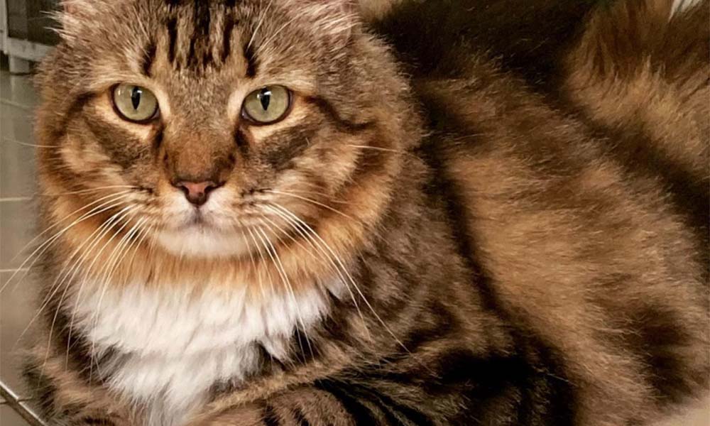 5 Tips for Boarding Your Cat