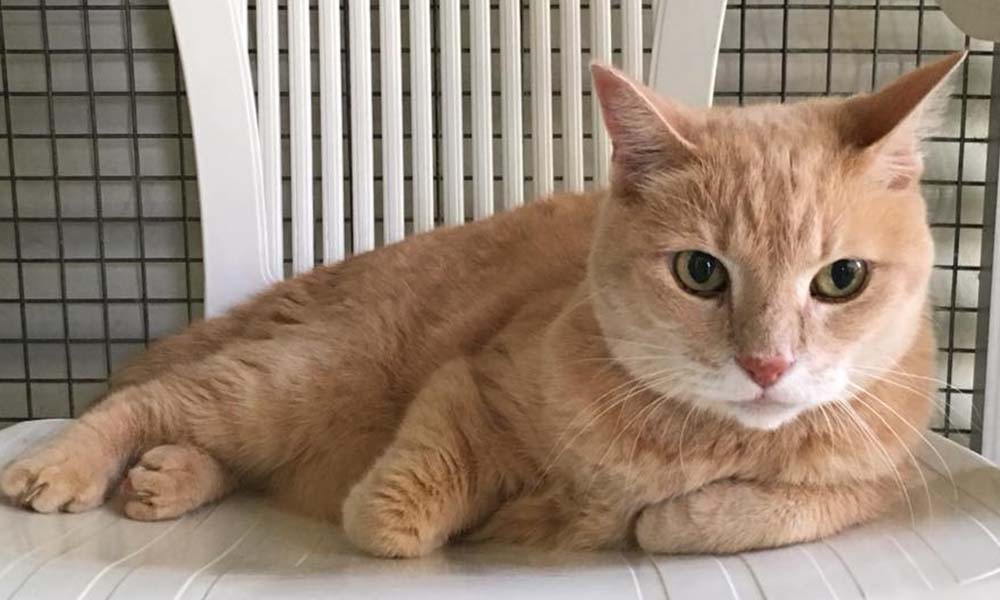 Peace of Mind While You’re Away: The Benefits of Cat Boarding