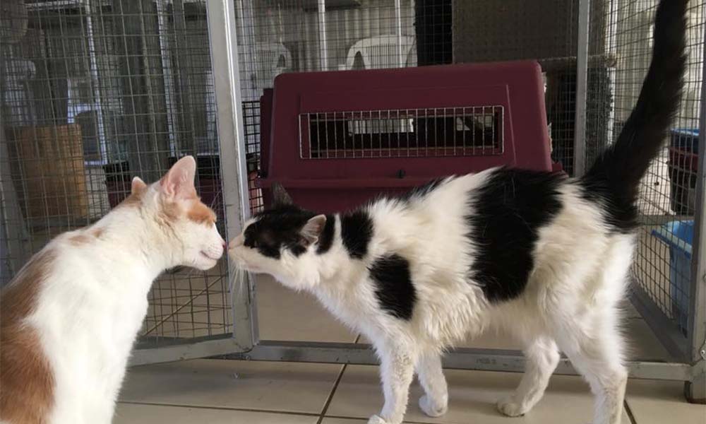 Unpacking the Cat Condo: Top Features to Consider in Cat Accommodation
