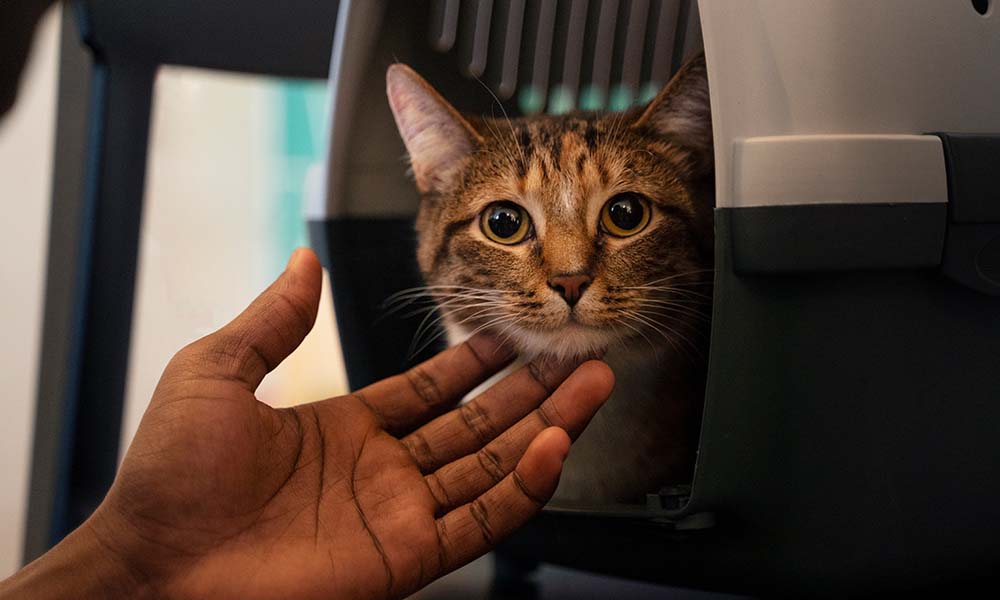 Is Boarding Good for Cats? Myths vs Reality