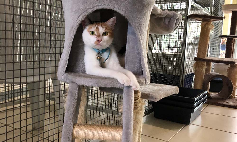 The Differences Between Cat Boarding Vs Cat Sitting