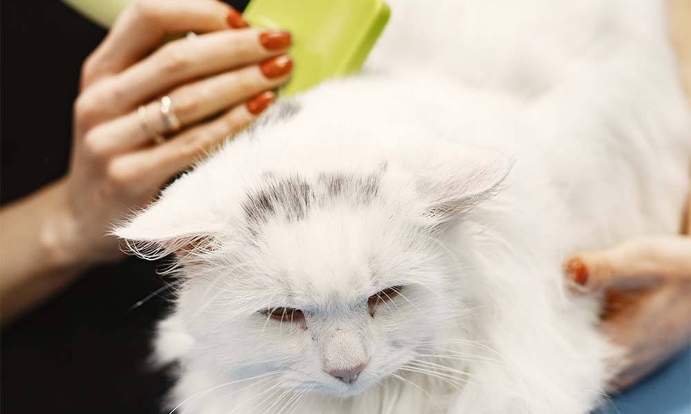 Why Frequent Grooming Is Better For You And Your Cat