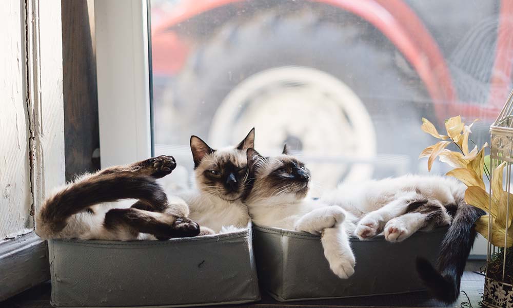 Why Every Cat Needs a Holiday Too!
