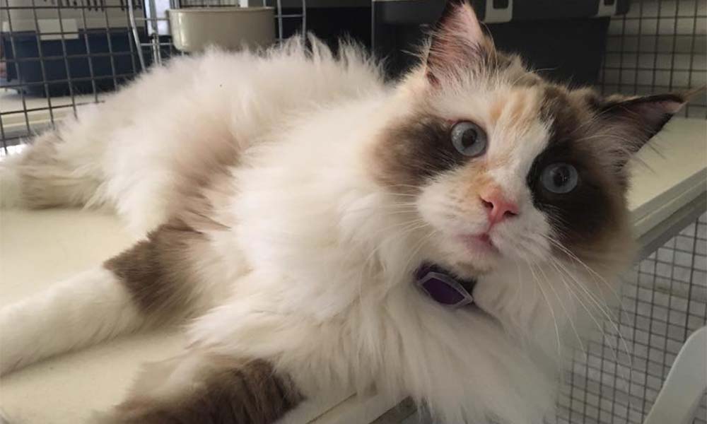 5-Star Feline Fun: Exploring the World of Cat Hotels