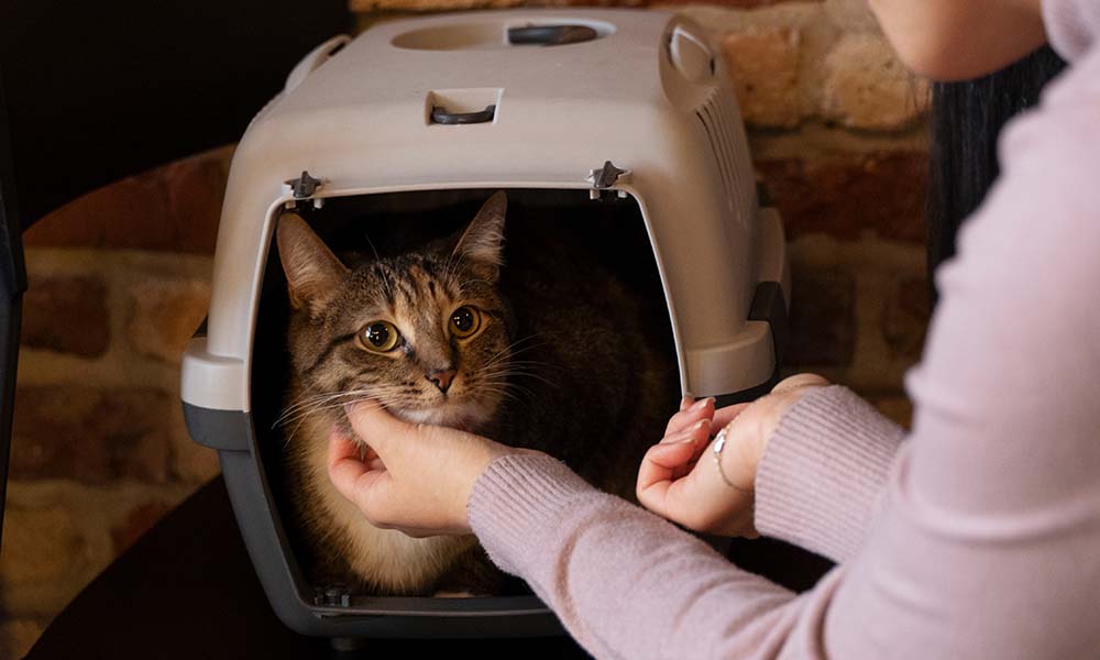 The Ultimate Guide to Choosing A Cat Kennel
