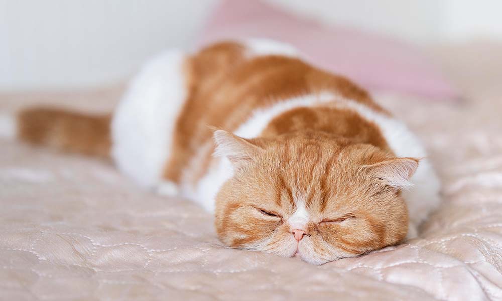 Decoding Cat Naps: What Your Kitty’s Sleeping Habits Reveal