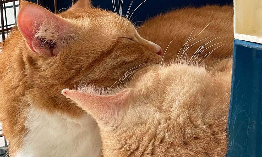 Beyond Whiskers and Meows: Cattery Care 101