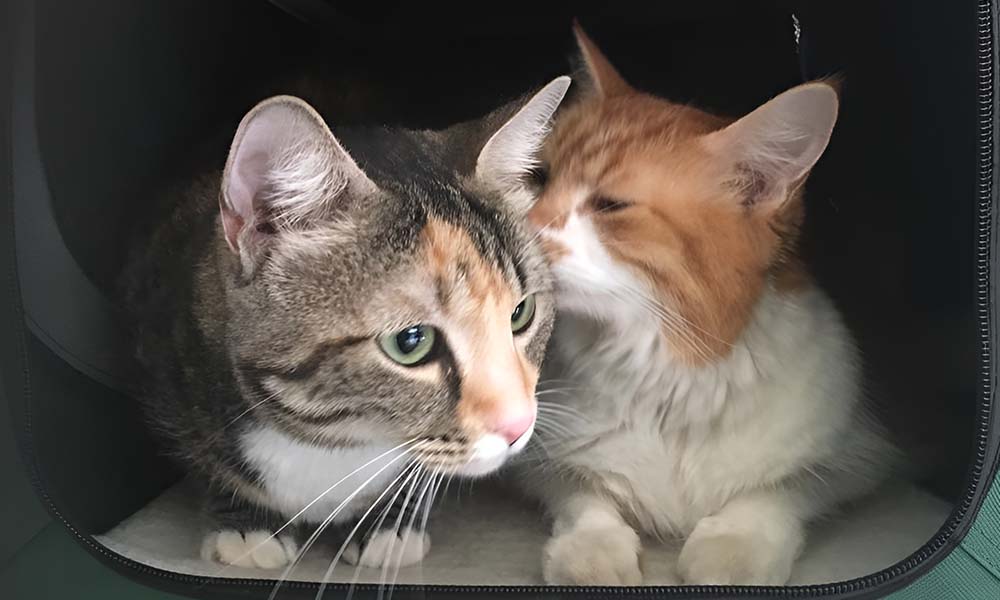 cattery stay