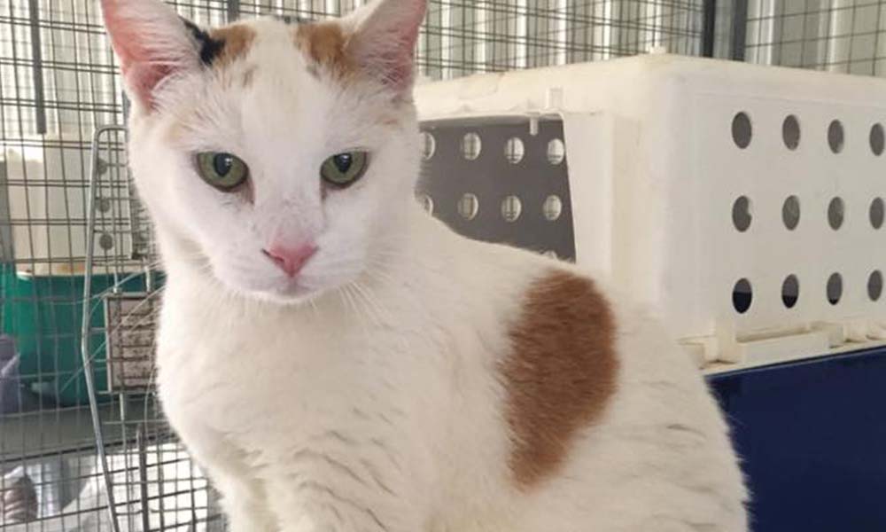 The Ultimate Guide to Long-Term Cat Boarding