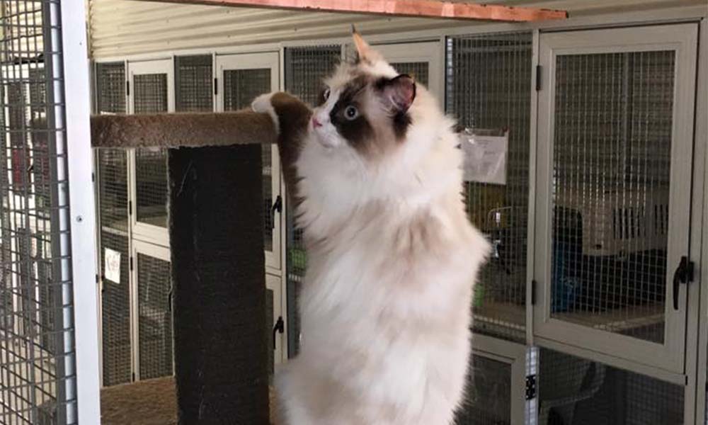 Peace of Mind When You’re Away: The Benefits of Pet Boarding