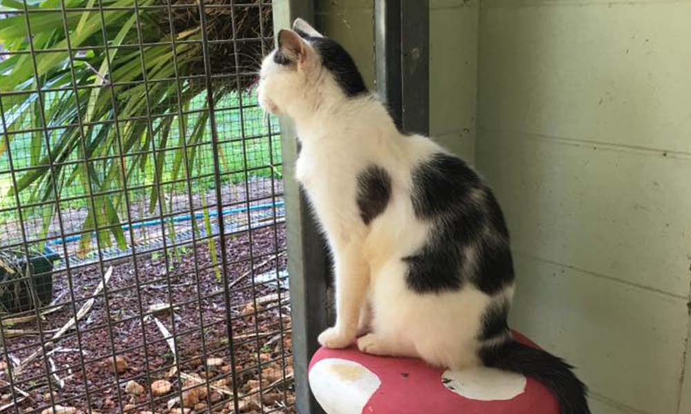 The Role of Boarding Facilities in Modern Pet Care