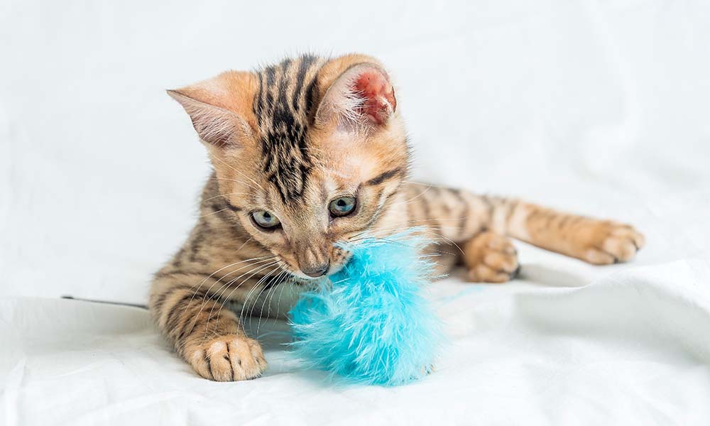 Parasites to Watch Out for in Australian Cats