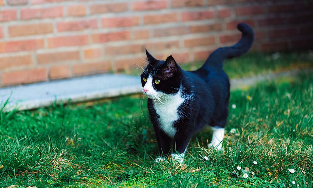 Why Cats Love Our Free-Run Zones