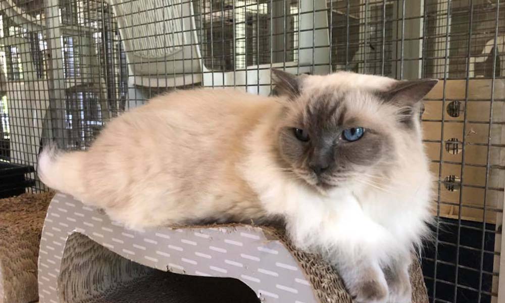 Essential Items to Pack for Your Cat’s Stay at a Cattery